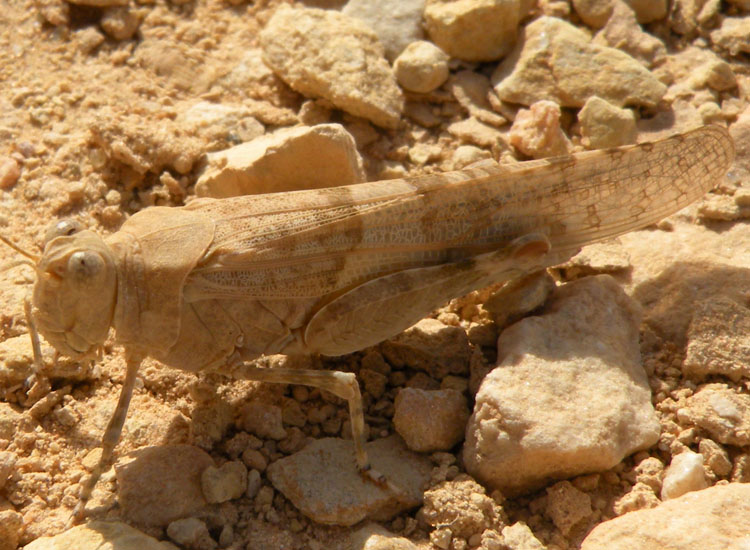 Orthoptera della Tunisia